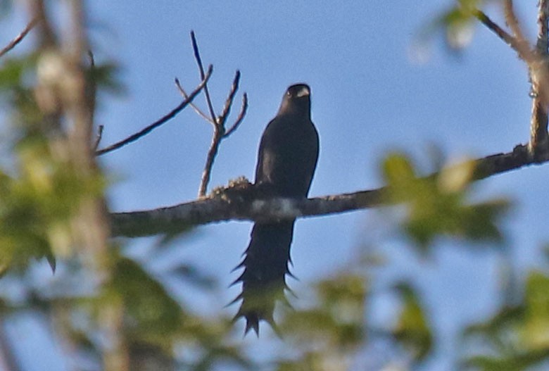 Ratchet-tailed Treepie - Joan and/or George Sims