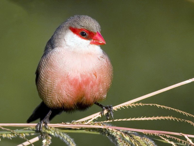 Common Waxbill - Luis Rodrigues
