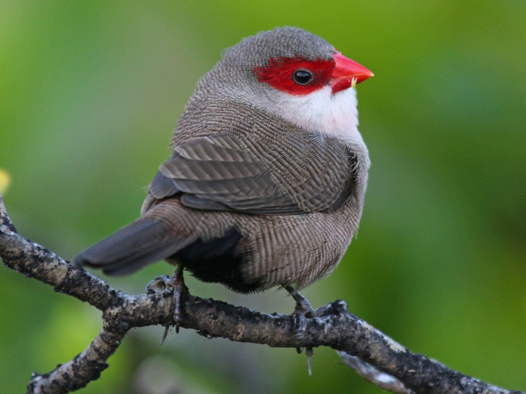 Common Waxbill - eBird