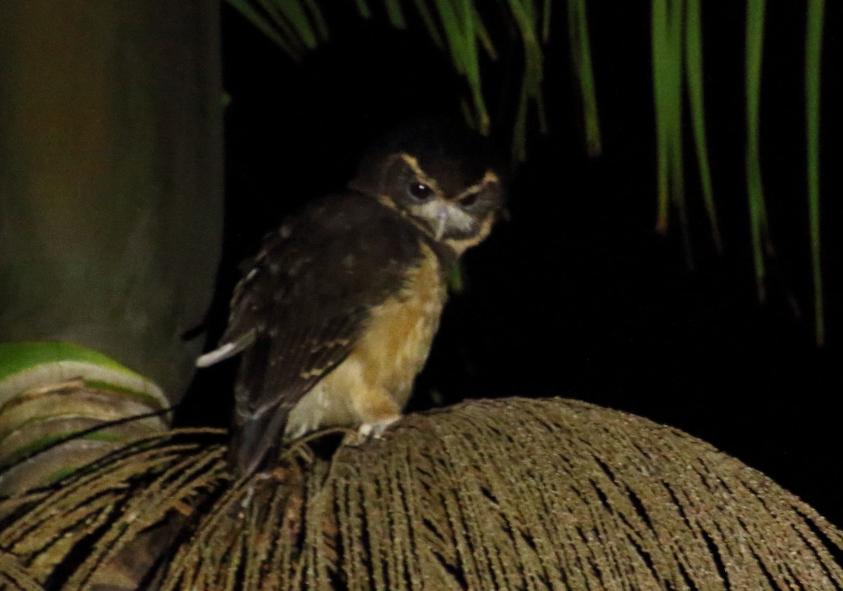 Tawny-browed Owl - ML78546921