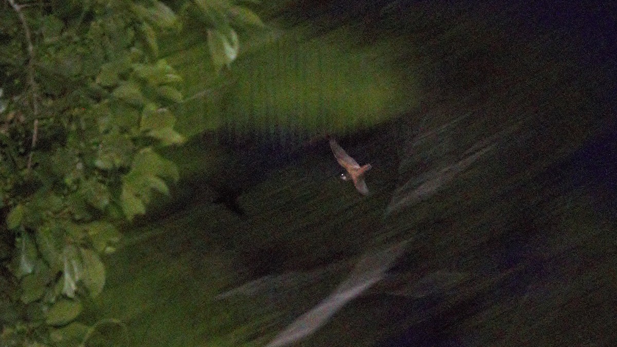 Short-tailed Nighthawk - Rick Folkening