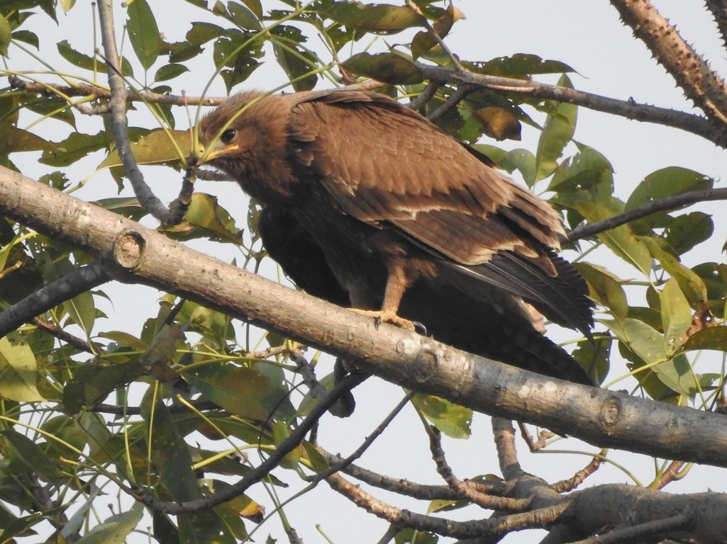 Indian Spotted Eagle - Anagha Deb