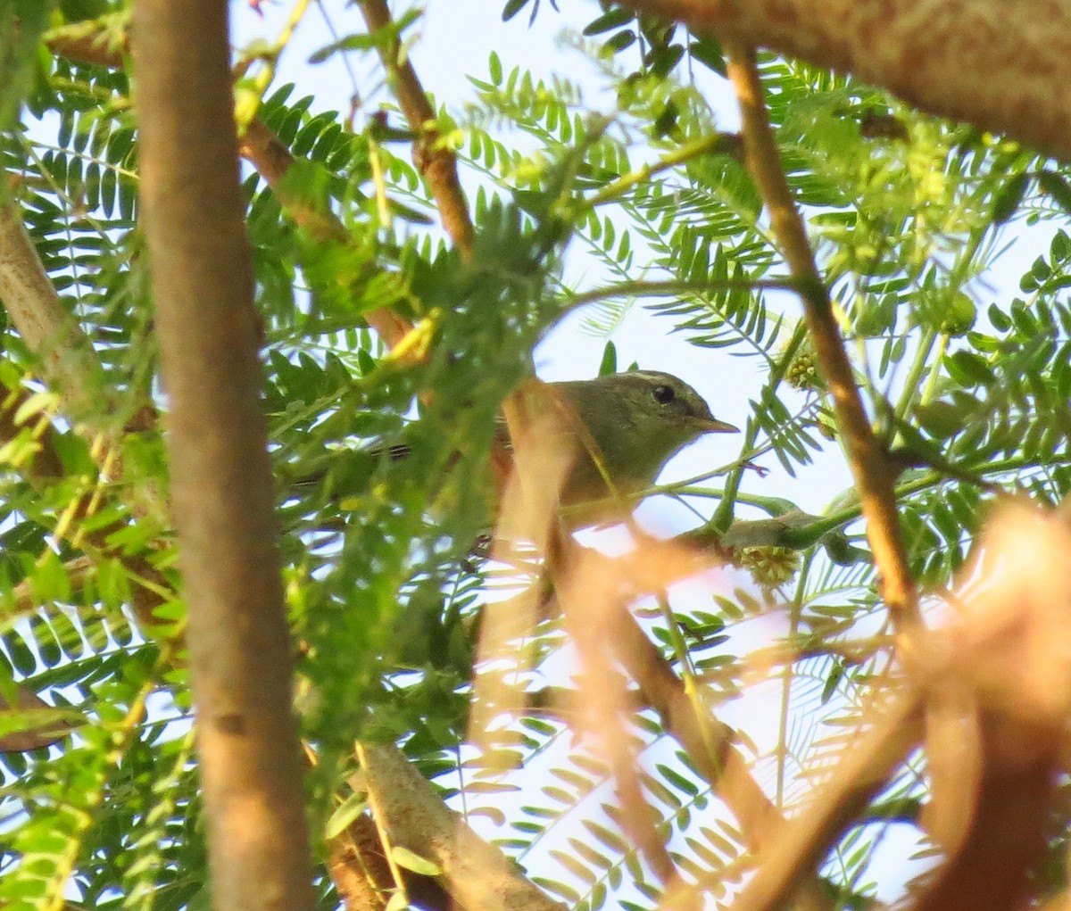 Green Warbler - Divesh Manchekar