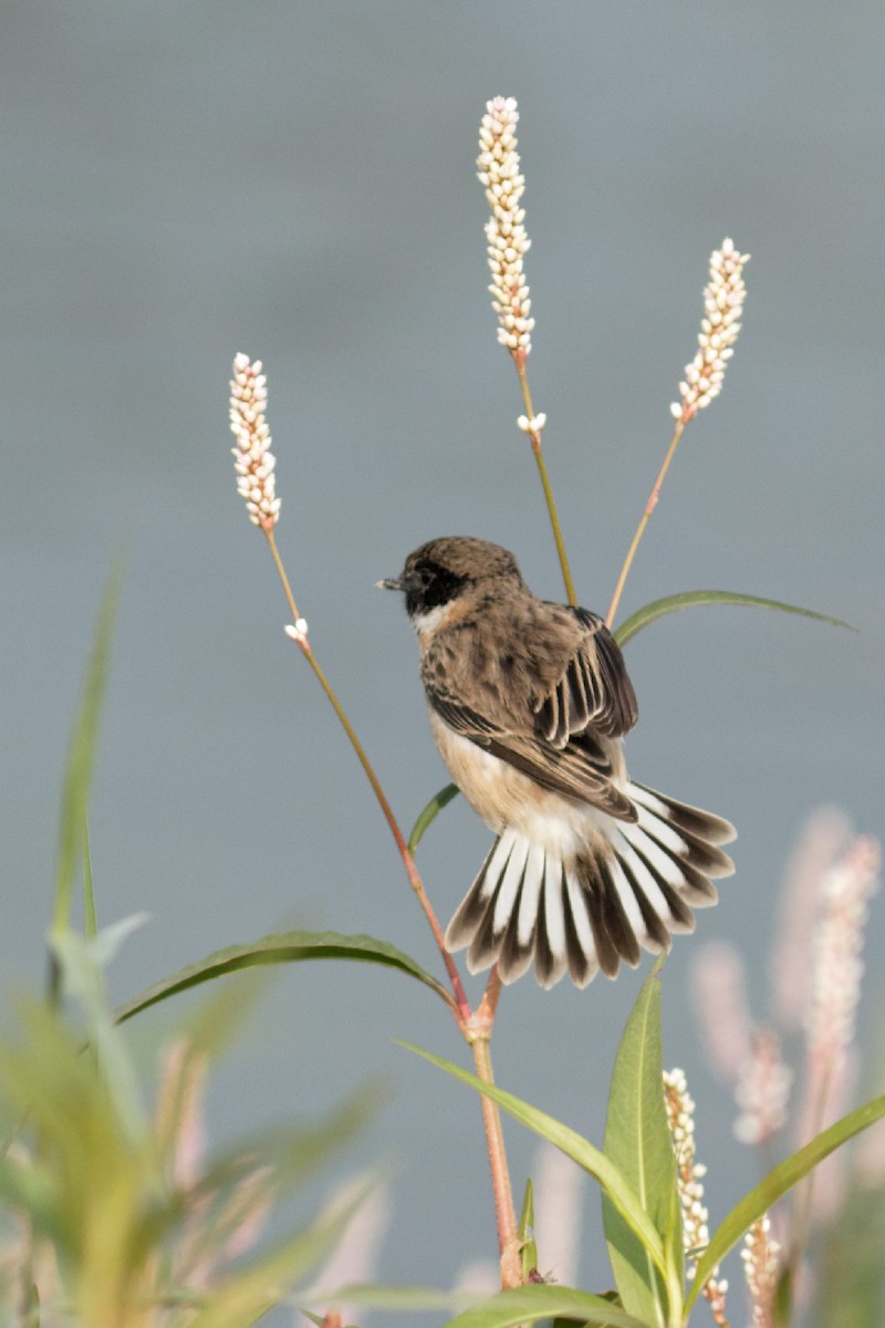 White-tailed Stonechat - Able Lawrence