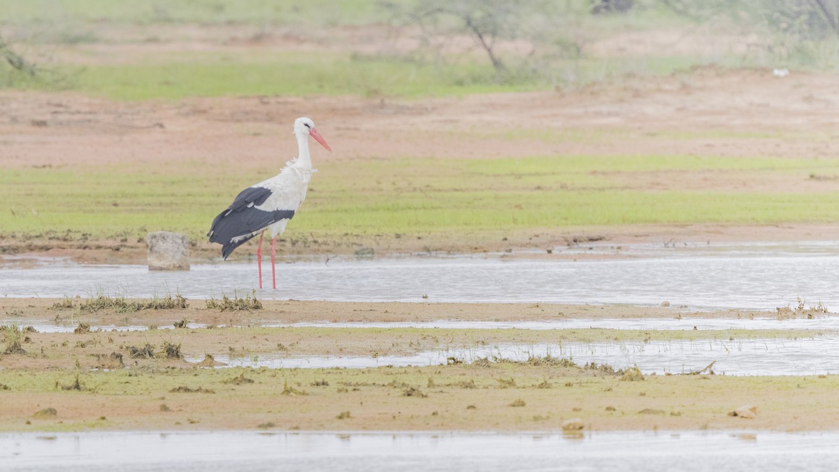 White Stork - Manohara Kamath