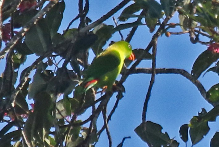 Vernal Hanging-Parrot - Joan and/or George Sims