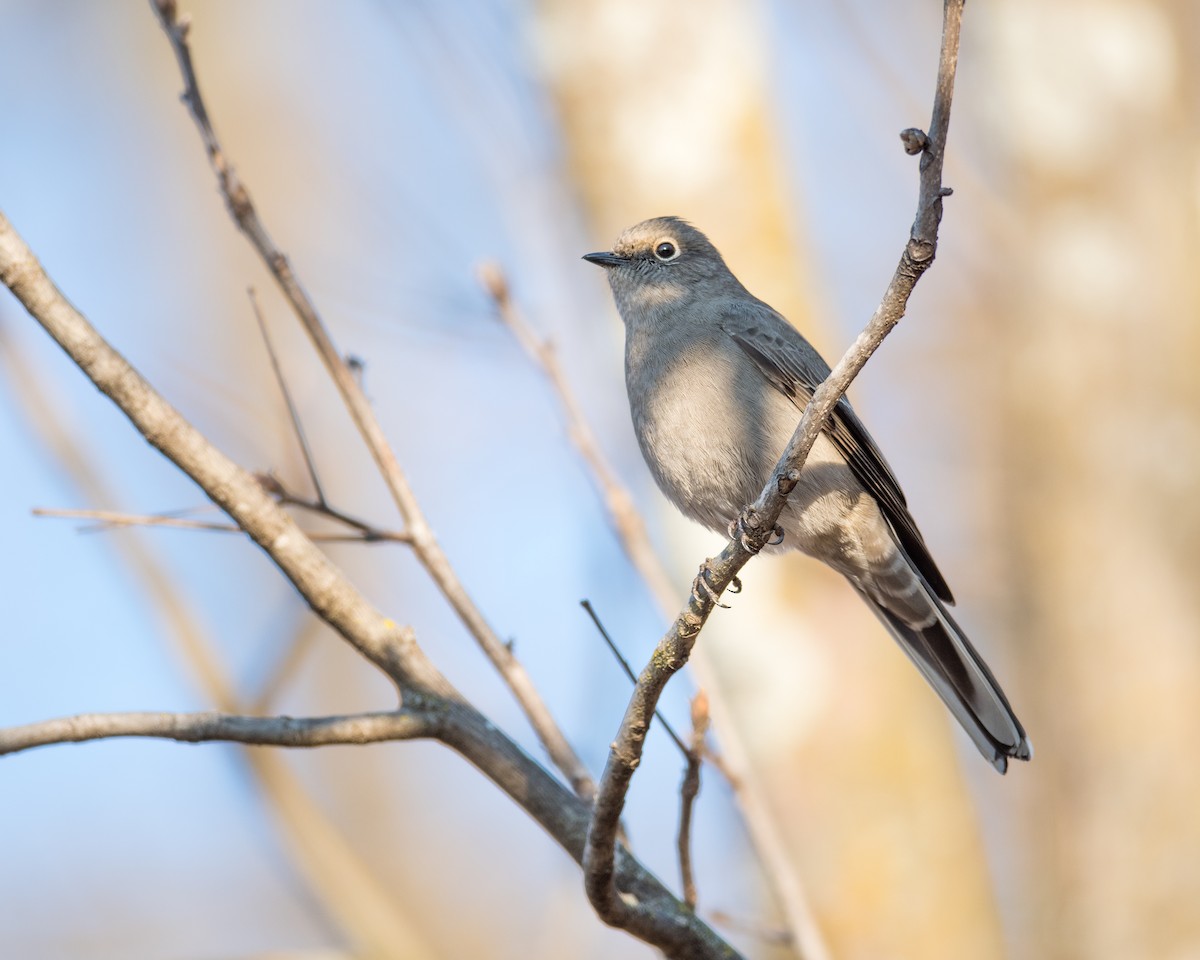 Townsend's Solitaire - ML78552321
