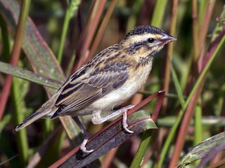 雌鳥/非繁殖期雄鳥 - Luis Rodrigues - ML78553731