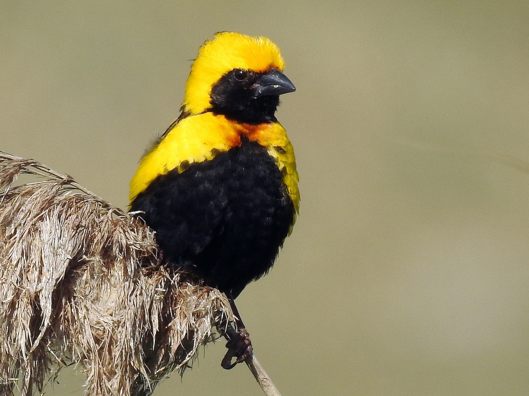 Yellow-crowned Bishop - eBird