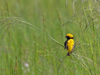 Breeding male - Matt Brady - ML78553801