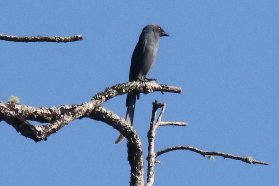 Ashy Drongo (Sooty) - Joan and/or George Sims