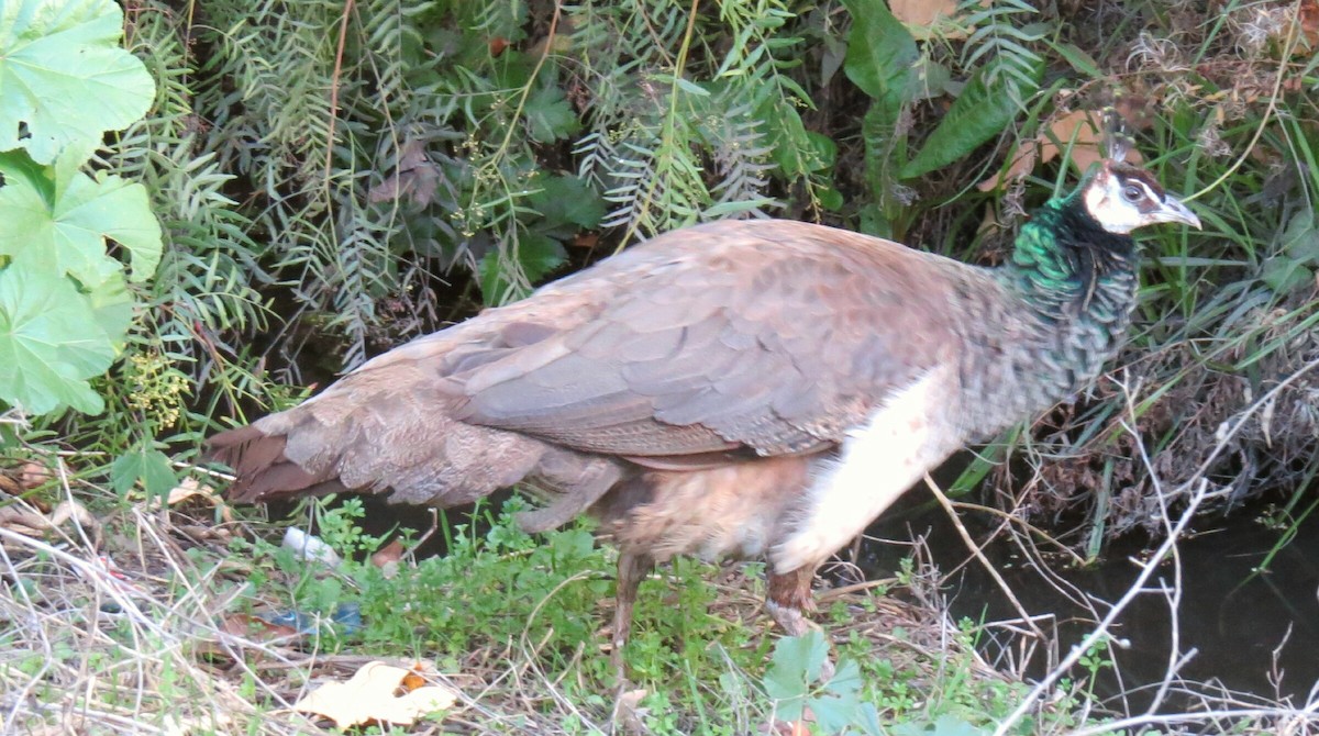 Indian Peafowl (Domestic type) - ML78554061