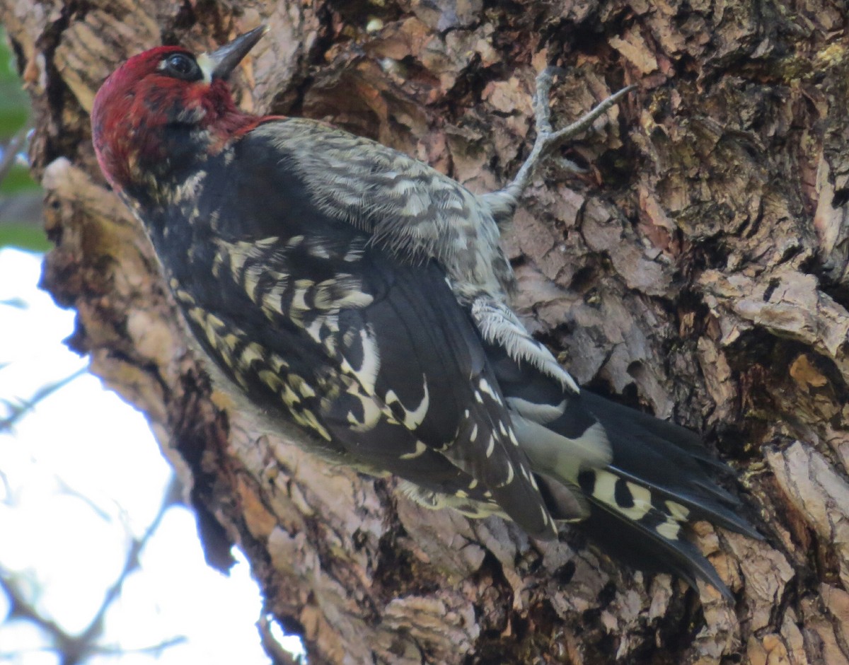 Red-breasted Sapsucker - ML78554331