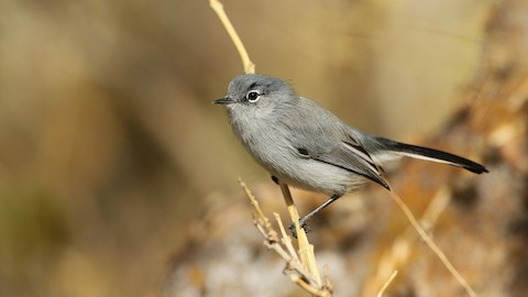 Black-tailed Gnatcatcher - eBird