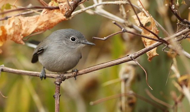 Black-tailed Gnatcatcher - eBird