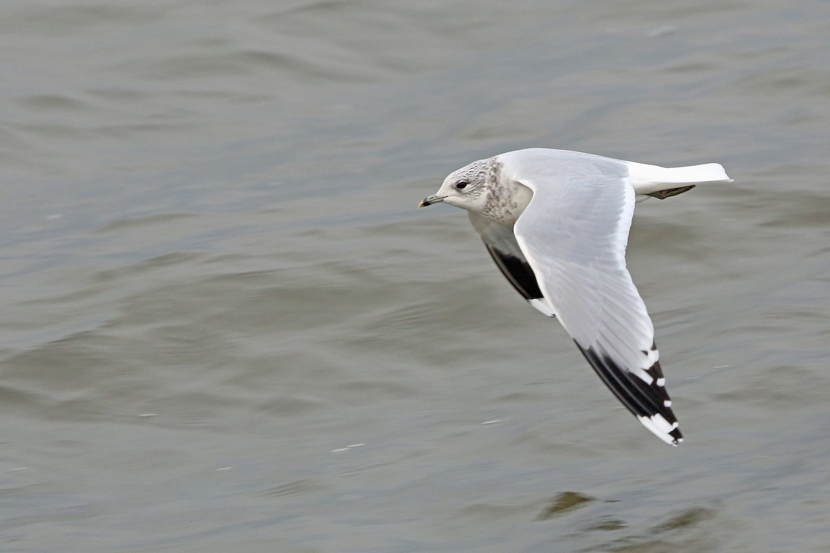 Common Gull (European) - Nigel Voaden