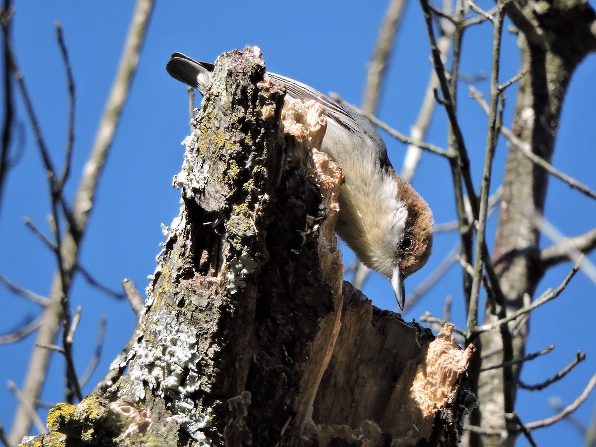 Brown-headed Nuthatch - ML78557461