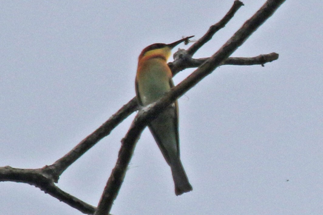 Blue-tailed Bee-eater - ML78557931