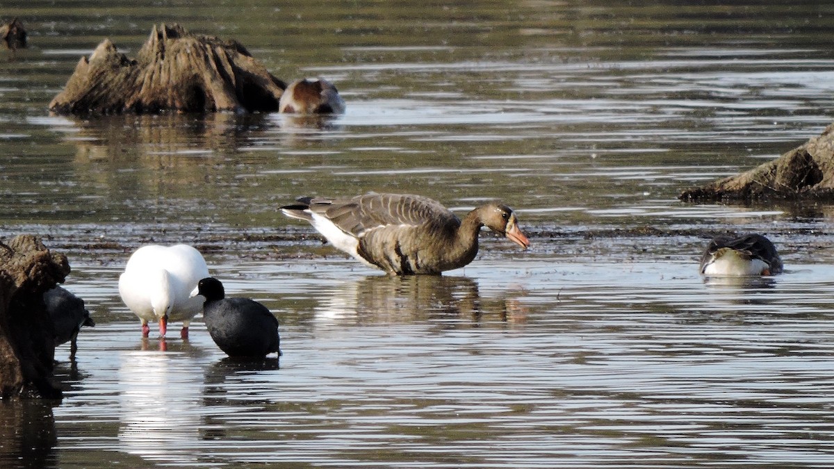 Greater White-fronted Goose - ML78558051