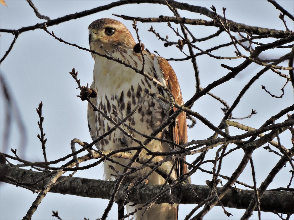 Red-tailed Hawk - ML78558641