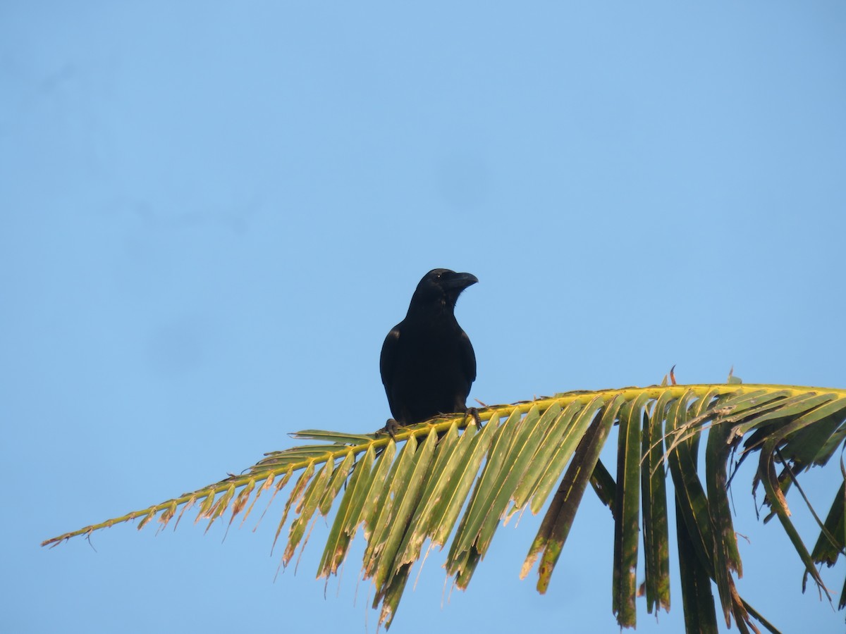 Large-billed Crow - Renju TR