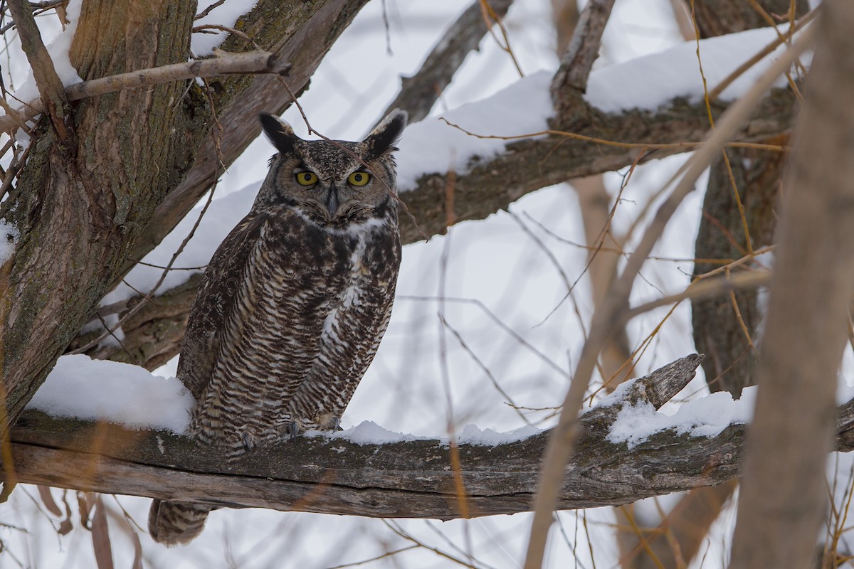 Great Horned Owl - ML78559171