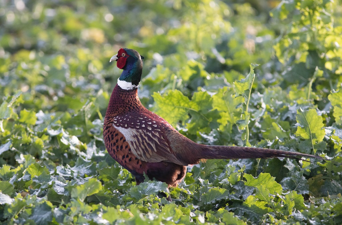 Ring-necked Pheasant - Oliver Burton