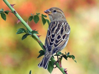 Spanish Sparrow - eBird