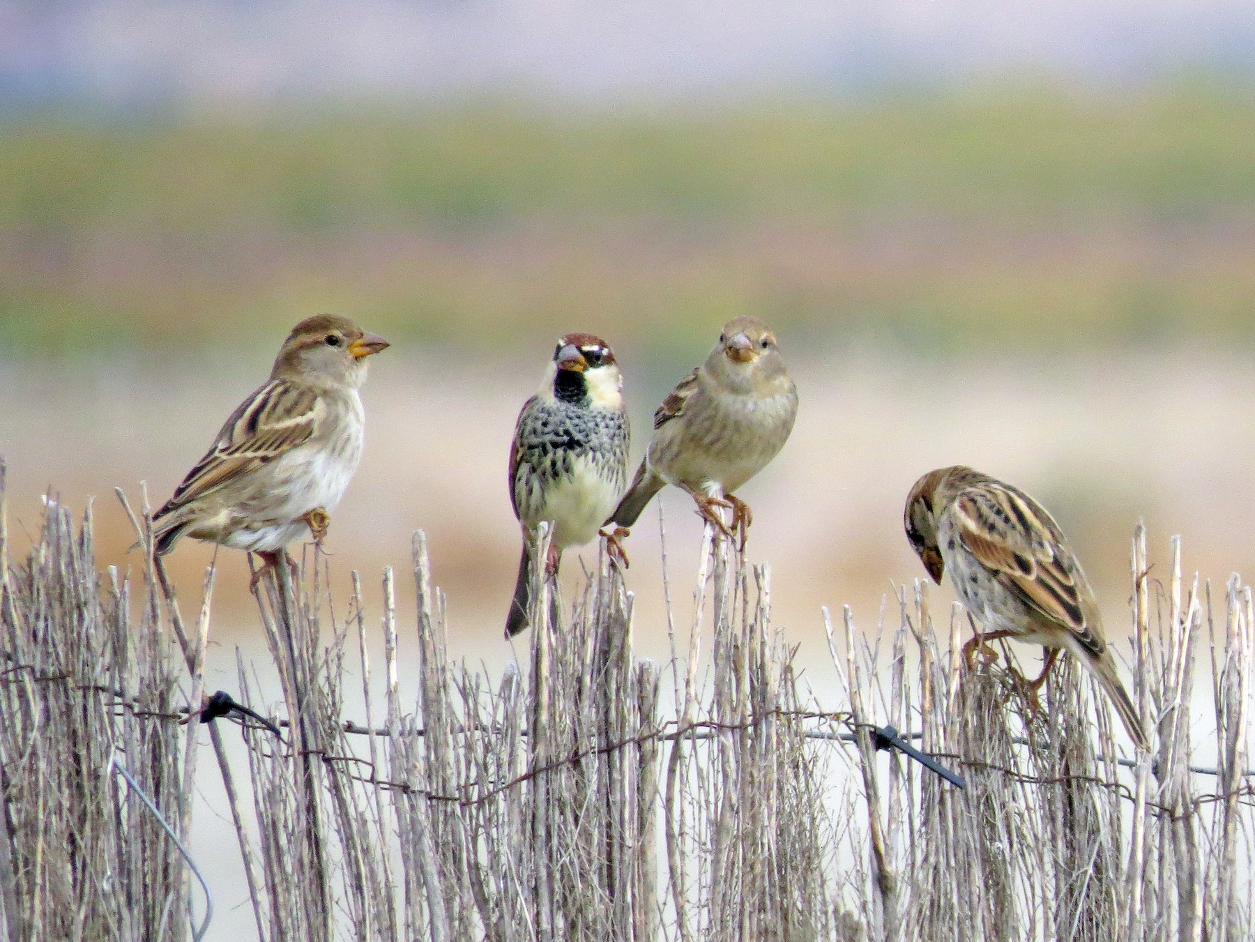 Spanish Sparrow - eBird