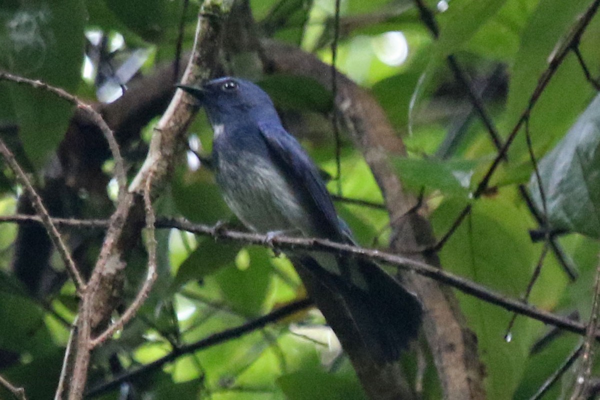 Hainan Blue Flycatcher - Joan and/or George Sims