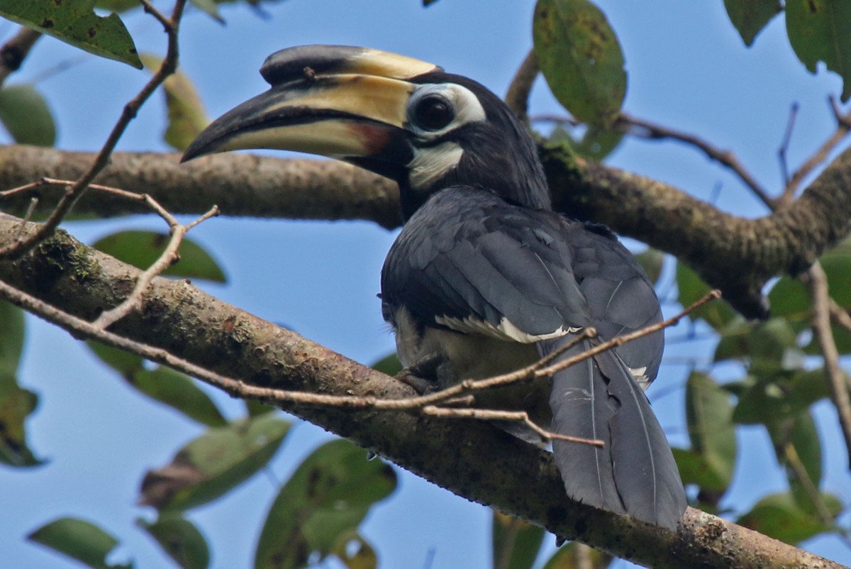 Oriental Pied-Hornbill - Joan and/or George Sims