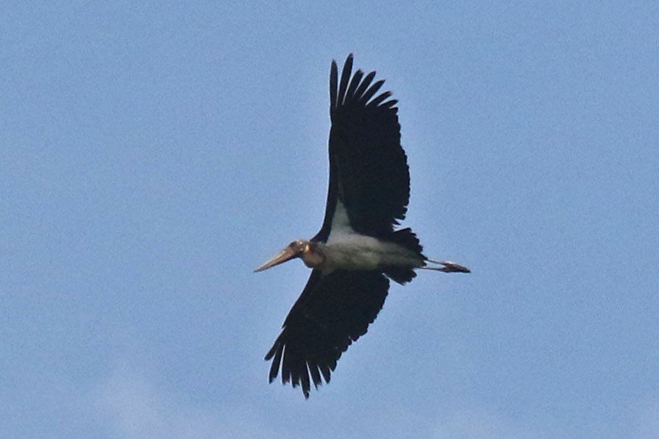 Lesser Adjutant - Joan and/or George Sims