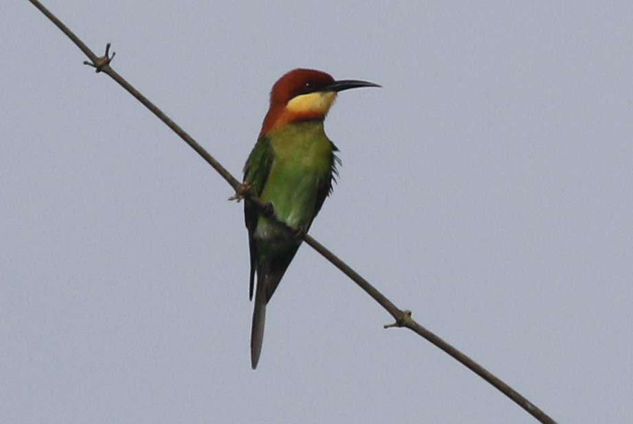 Chestnut-headed Bee-eater - Joan and/or George Sims