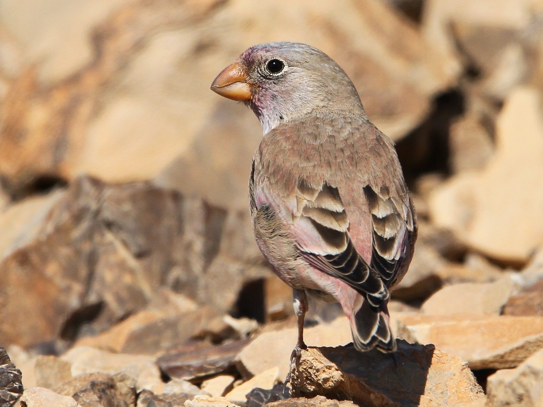 Trumpeter Finch - Christoph Moning