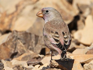 นกเพศผู้ชุดขนฤดูผสมพันธุ์ - Christoph Moning - ML78563551