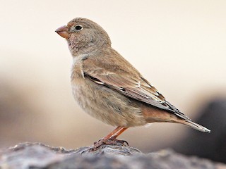 นกเพศเมียหรือเพศผู้ชุดขนนอกฤดูผสมพันธุ์ - Christoph Moning - ML78563581
