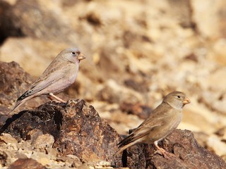 นกเพศผู้ชุดขนฤดูผสมพันธุ์ และเพศเมีย - Christoph Moning - ML78563651