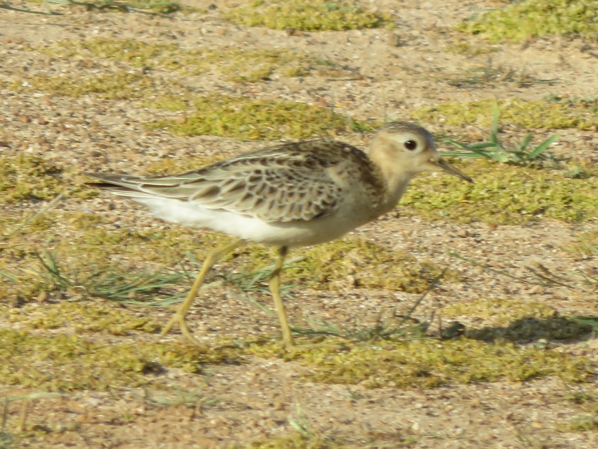 Buff-breasted Sandpiper - Peter-Paul Schets