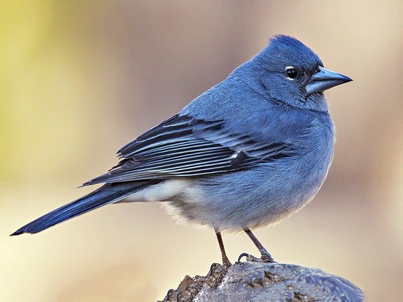 Tenerife Blue Chaffinch - eBird