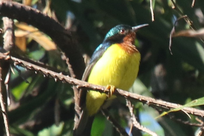 Ruby-cheeked Sunbird - Joan and/or George Sims