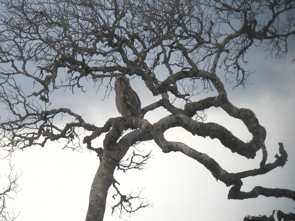 Verreaux's Eagle-Owl - John Martin
