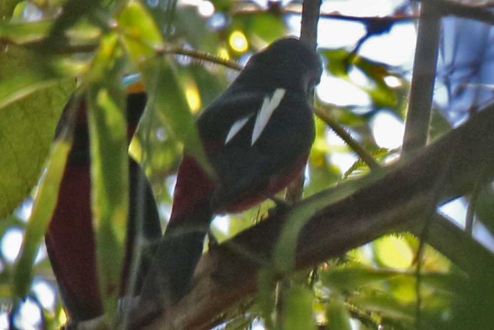 Black-and-red Broadbill - Joan and/or George Sims