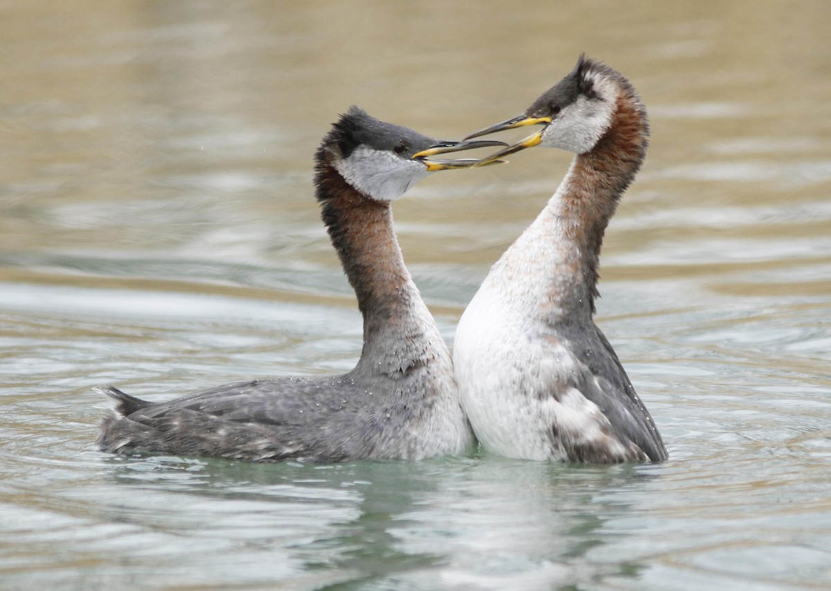 Red-necked Grebe - ML78568041