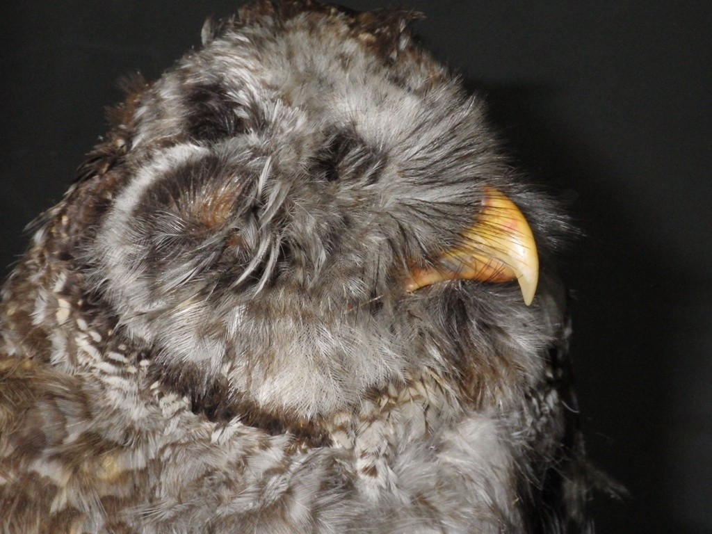 Barred Owl - Études des populations  d'oiseaux du Québec