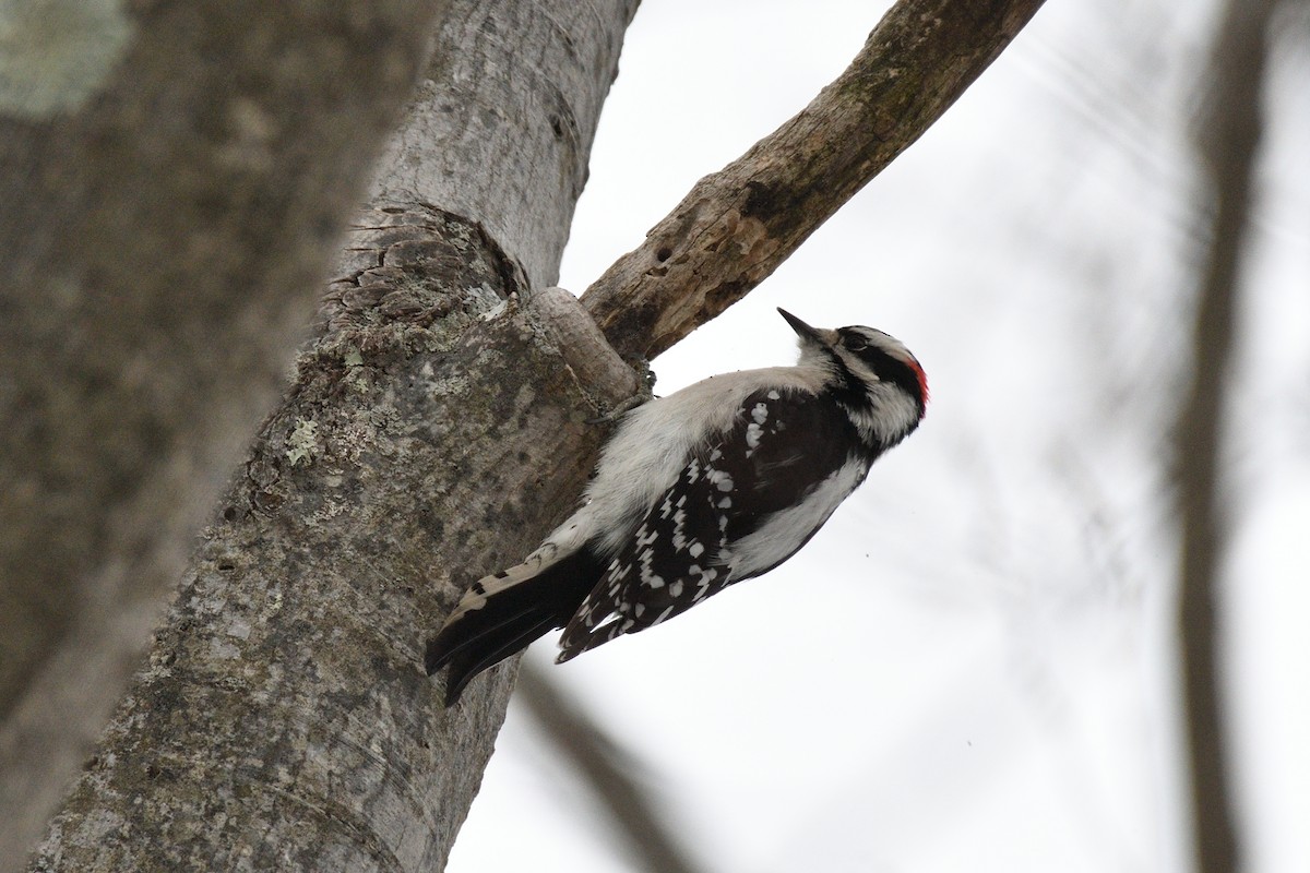 Downy Woodpecker - ML78569431