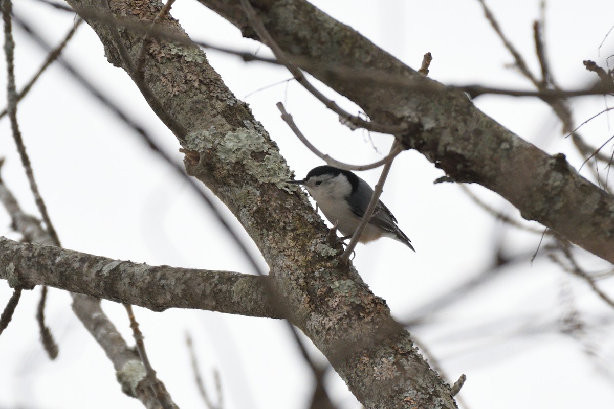 White-breasted Nuthatch - ML78569481