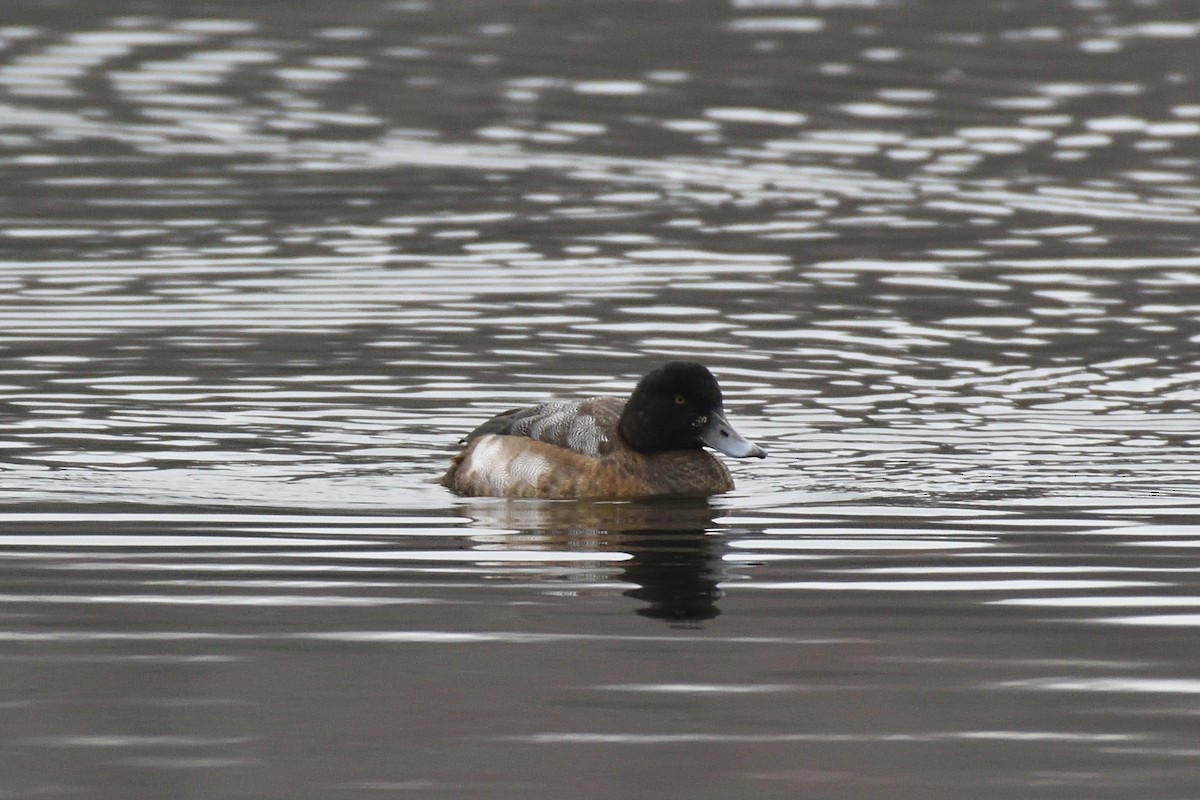 Greater Scaup - ML78569621