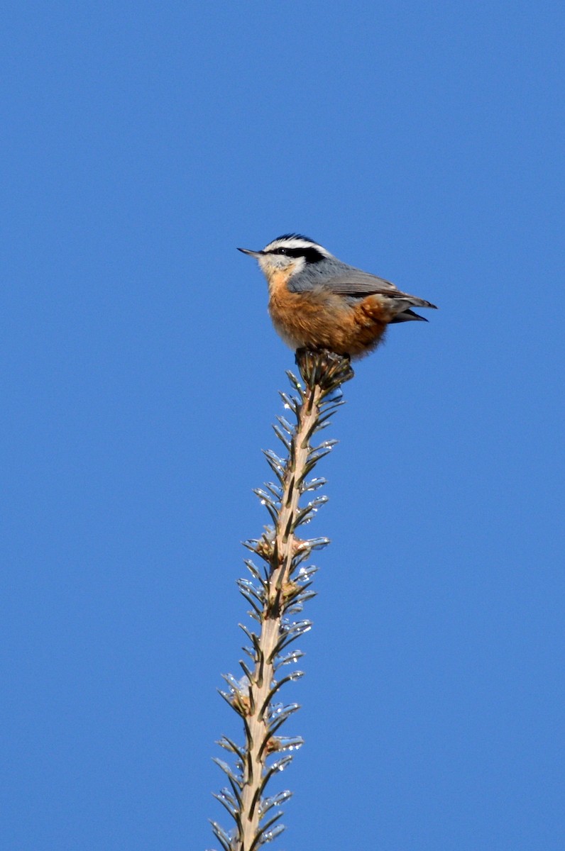 Red-breasted Nuthatch - ML78569661