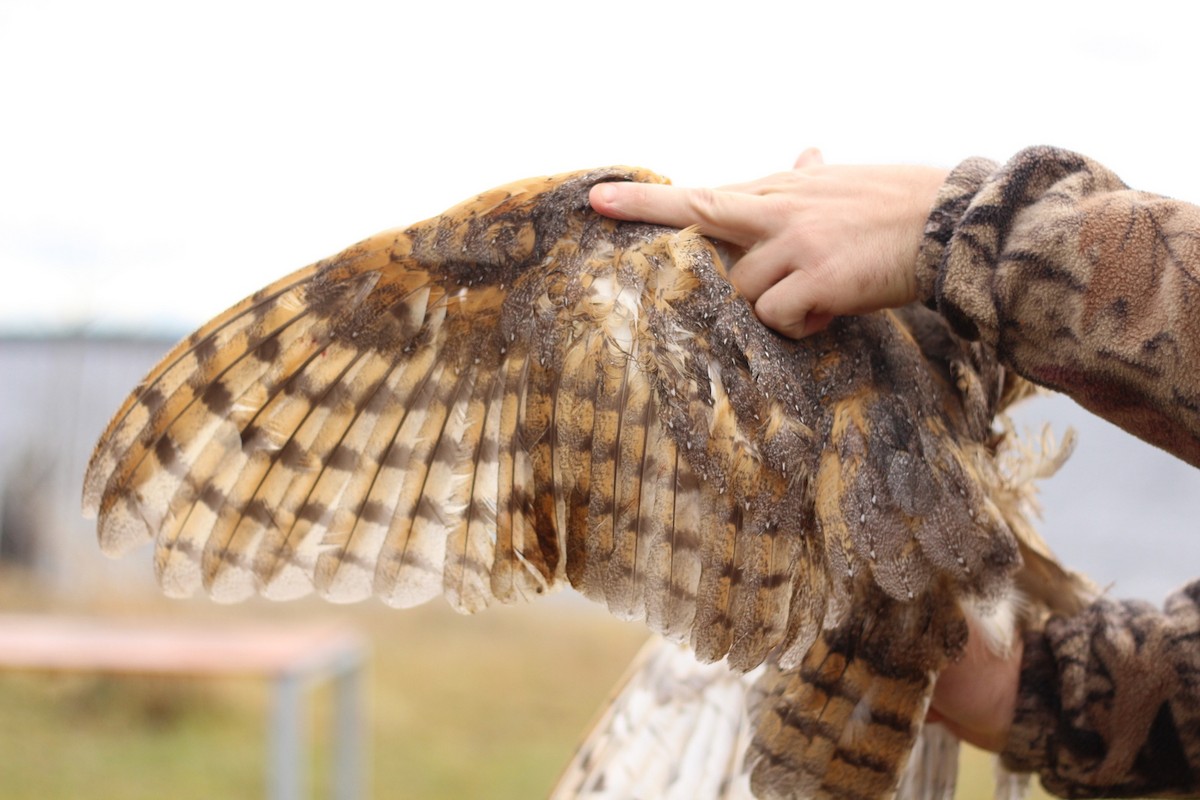 Barn Owl - Études des populations  d'oiseaux du Québec