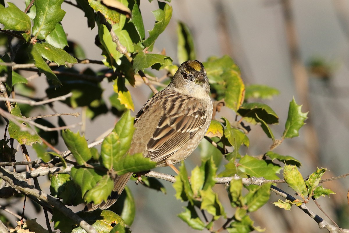 Golden-crowned Sparrow - Mark Chavez